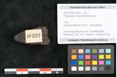 Foto (Objekt + Etikett) von Protocladus lingua Ettingshausen (NHMW-GEO-2024-0188-10332)